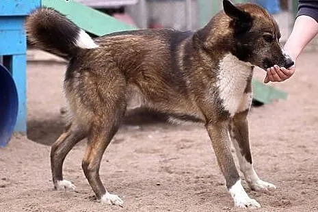 Piękny Geronimo do pokochania od zaraz,  podlaskie
