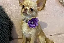 Śliczna sunia - Chihuahua długowłosa