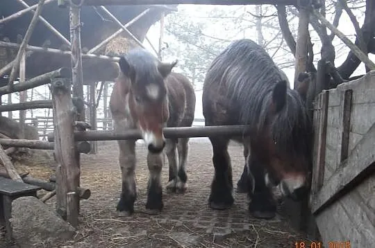 Lotec van Szok ogierek belgijski do dalszego chowu