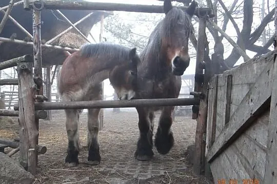 Lotec van Szok ogierek belgijski do dalszego chowu