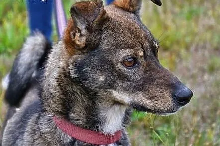 Miki - malutki czterołapek z psiego bidula czeka n