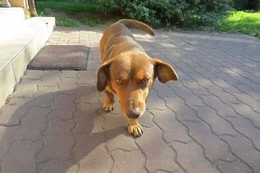 Rudy dom albo schron,  mazowieckie Warszawa