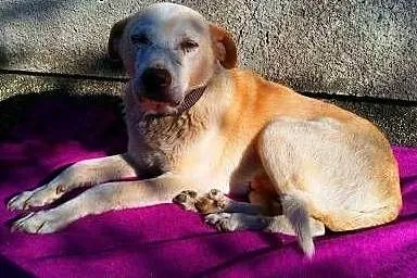 BISZKOPT - kochany, łagodny 7 letni psiak do adopc