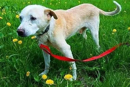 BISZKOPT - kochany, łagodny 7 letni psiak do adopc