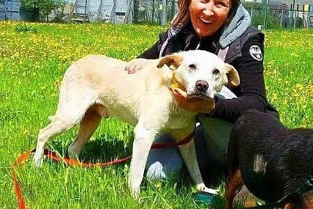 BISZKOPT - kochany, łagodny 7 letni psiak do adopc