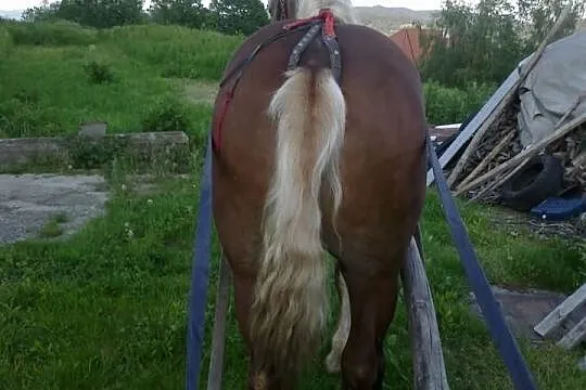 Ogier Koń zimnokrwisty sztum
