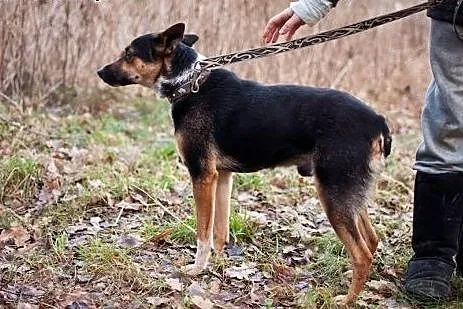 Czester po tragicznych przejściach, szuka miłości.