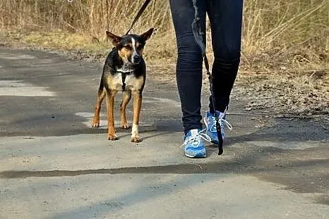 Czester po tragicznych przejściach, szuka miłości.