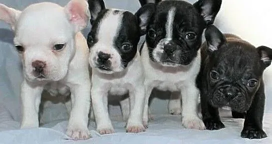 Buldog Francuski Szczeniaki Buldog francuski, Zachodniopomorskie, Szczecin