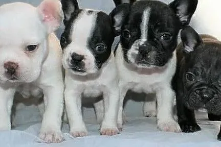 Buldog Francuski Szczeniaki Buldog francuski, Zachodniopomorskie, Szczecin