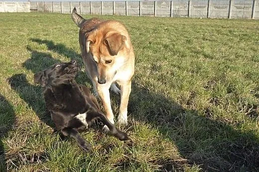 Lotka czeka na Twoje serduszko :),  Kundelki cała 