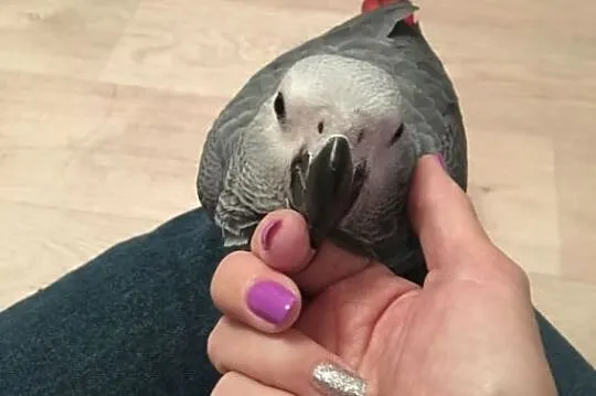 Silly Tame African Grey Baby