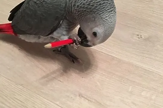 Silly Tame African Grey Baby