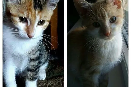 Kociaki kotka i kocurek piękne, kontaktowe rudo białe ADOPCJA,  małopolskie Kraków