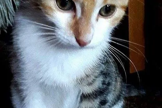 Kociaki kotka i kocurek piękne, kontaktowe rudo bi
