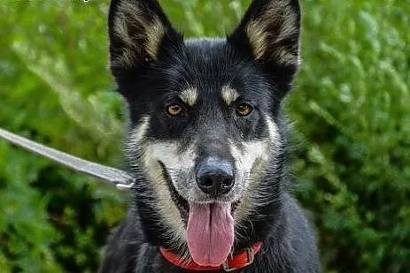 Luna w typie HUSKY tak dlugo czeka na dom :( Gdzie on jest?, Kundelki cała Polska