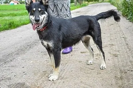 Luna w typie HUSKY tak dlugo czeka na dom :( Gdzie