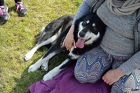 Luna w typie HUSKY tak dlugo czeka na dom :( Gdzie