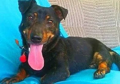GAMBI - śmieszny, kochany psiak, mix jamnika z buldogiem; do adopcji, Małopolskie, Kraków