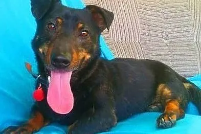 GAMBI - śmieszny, kochany psiak, mix jamnika z buldogiem; do adopcji, Małopolskie, Kraków