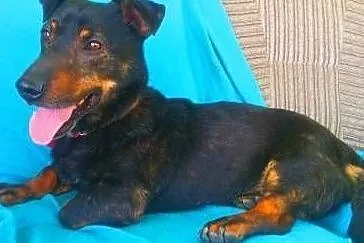 GAMBI - śmieszny, kochany psiak, mix jamnika z buldogiem; do adopcji, Małopolskie, Kraków