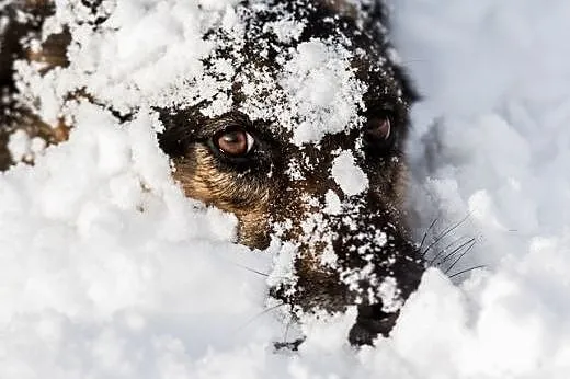 Leo - pomaluje ci świat na żółto i na niebiesko:) 