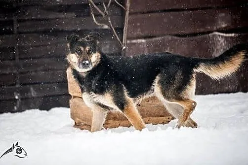 Leo - pomaluje ci świat na żółto i na niebiesko:) 