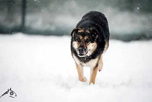 Leo - pomaluje ci świat na żółto i na niebiesko:) 