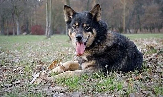 Tosia - urocza sunia w typie malamuta do adopcji,