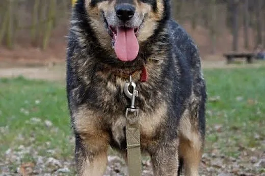 Tosia - urocza sunia w typie malamuta do adopcji, 