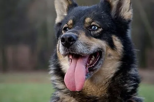 Tosia - urocza sunia w typie malamuta do adopcji, 