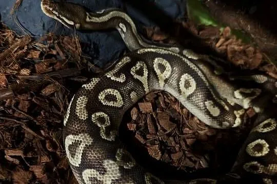 Pyton krolewski Mojave Yellowbelly het ghost