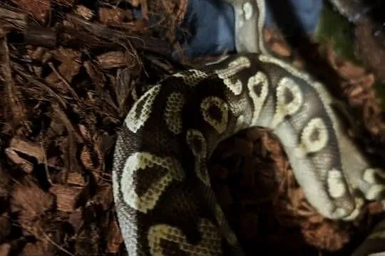 Pyton krolewski Mojave Yellowbelly het ghost, Śląskie, Książenice