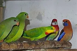 Papugi Rozelle,Papugi Górskie,Księżniczka tarczowa, Szadek