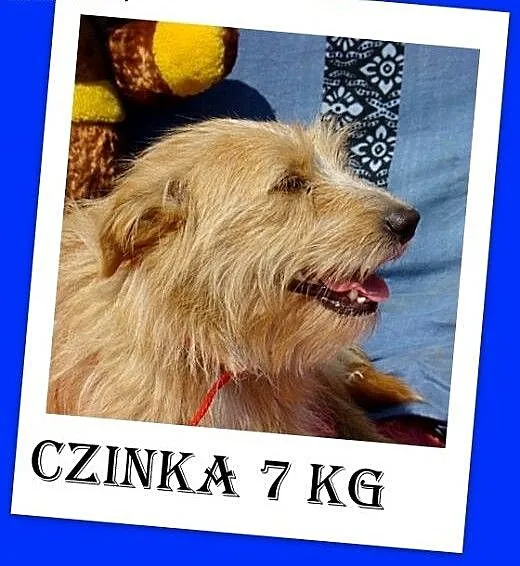 7 kg,mała,delikatna,łagodna,przytulaśna suczka CZI