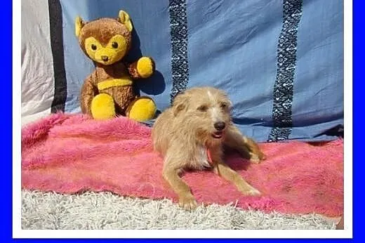 7 kg,mała,delikatna,łagodna,przytulaśna suczka CZI