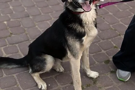 Wspaniały Shogun czeka na dom,  mazowieckie Warsza