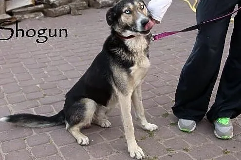 Wspaniały Shogun czeka na dom,  mazowieckie Warsza