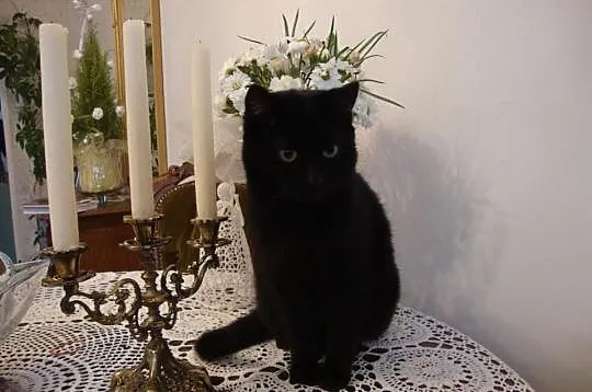 Kicia poleca się do nowego domu