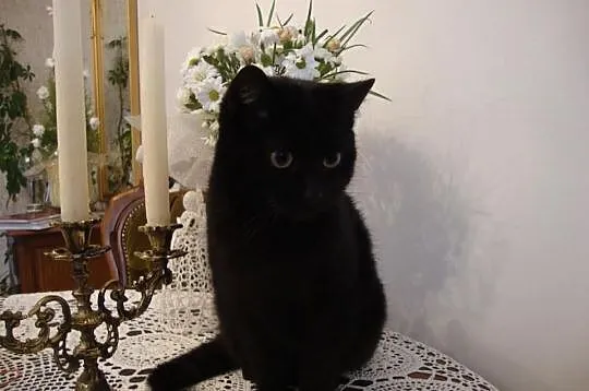 Kicia poleca się do nowego domu
