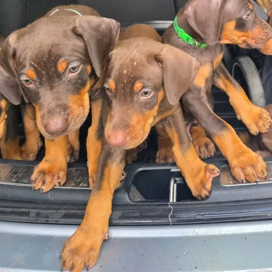 Śliczne szczenięta rasy doberman do adopcji e-mail: {{kellyclemence585@gmail.com}}, , Wrocławice