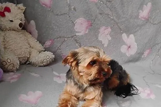 Sprzedam Przepiękną Sunie  Yorkshire Terrier