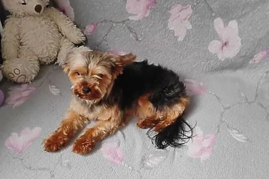 Sprzedam Przepiękną Sunie  Yorkshire Terrier, Kujawsko-pomorskie, Aleksandrów Kujawski