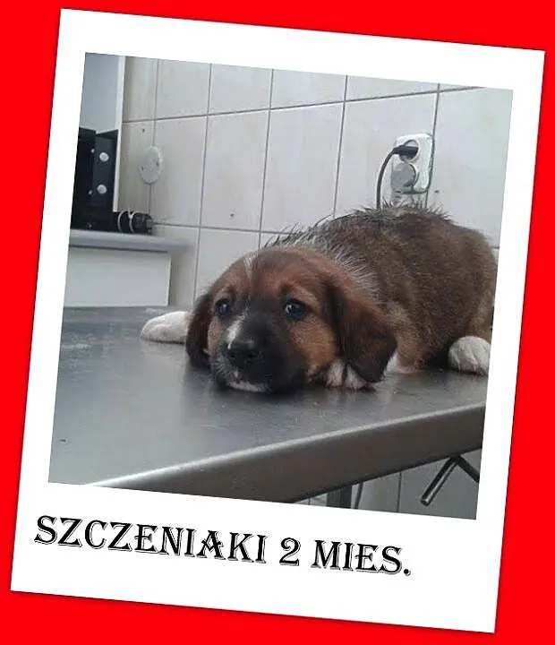 2 miesięczne szczeniaki, średnie suczki,przytulaśn