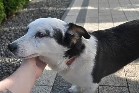 Kto pokocha uroczego 3 łapka? ŁAPCIO czeka na dom,