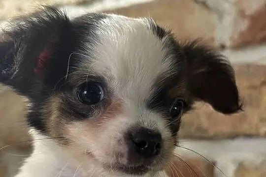 Sunia Chihuahua – malutka, przekochana dziewczynka szuka domku