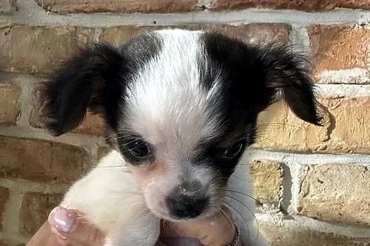 Sunia Chihuahua – malutka, przekochana dziewczynka szuka domku, Mazowieckie, Warszawa