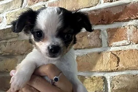 Sunia Chihuahua – malutka, przekochana dziewczynka szuka domku, Mazowieckie, Warszawa