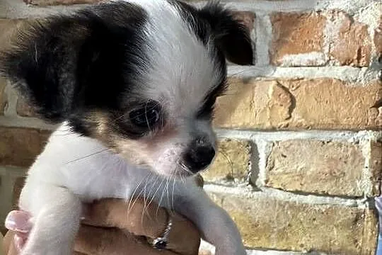 Sunia Chihuahua – malutka, przekochana dziewczynka szuka domku, Mazowieckie, Warszawa