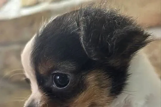 Sunia Chihuahua – malutka, przekochana dziewczynka szuka domku, Mazowieckie, Warszawa